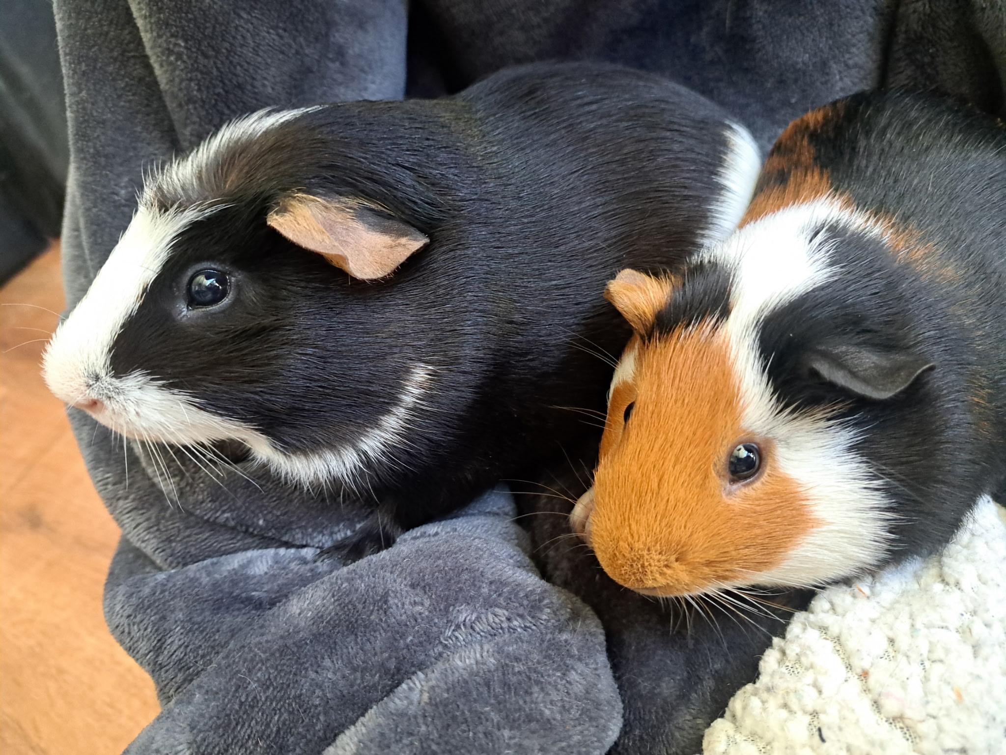 O'Brien and Winston, adoptable, Young Male Short-Haired.