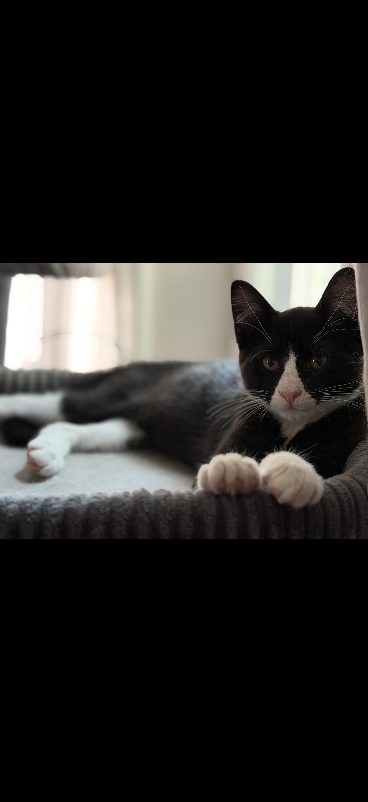 Enlarge Crackle, an adopted Domestic Short Hair in Old Bridge, NJ image 2/3