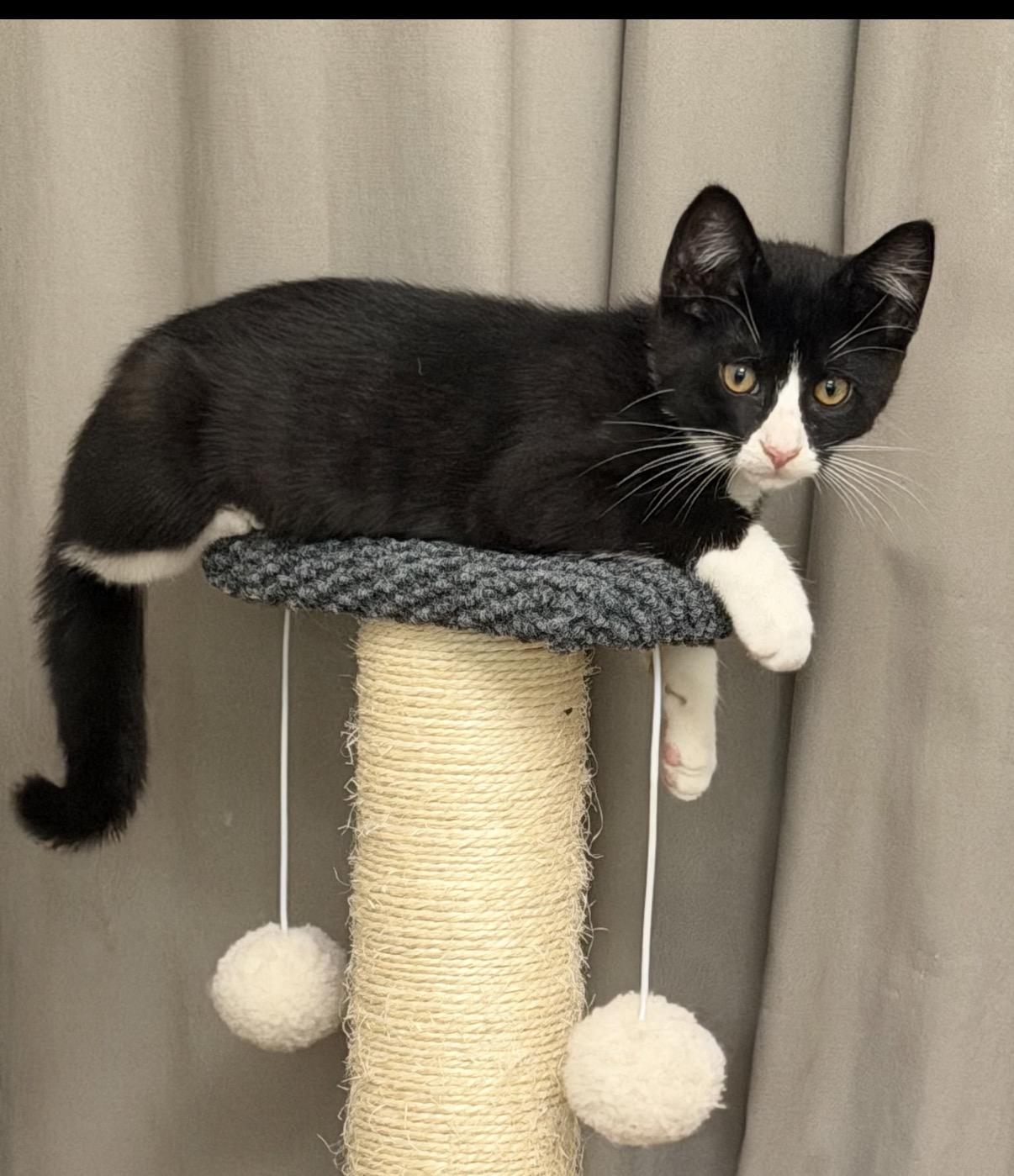 Enlarge Crackle, an adopted Domestic Short Hair in Old Bridge, NJ image 3/3