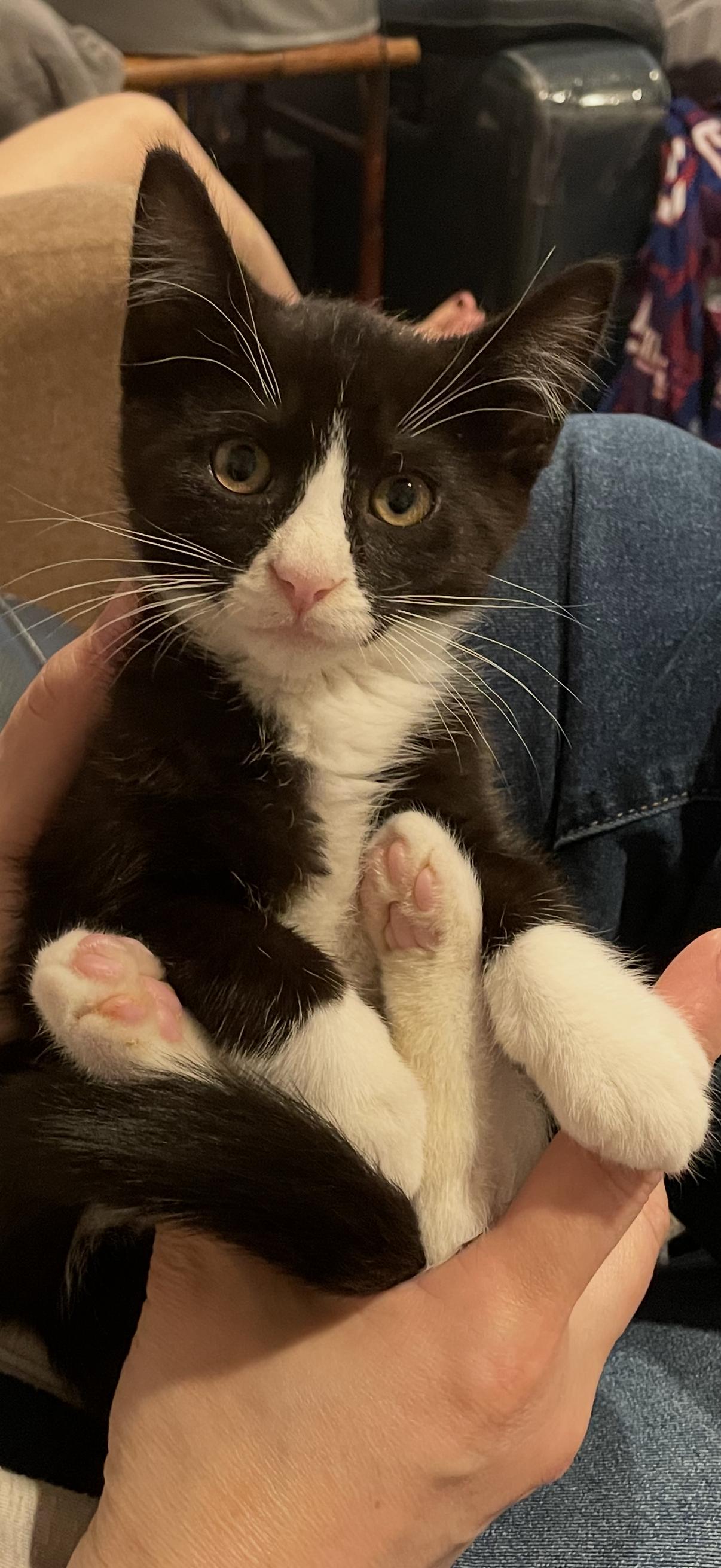 Enlarge Crackle, an adopted Domestic Short Hair in Old Bridge, NJ image 1/3