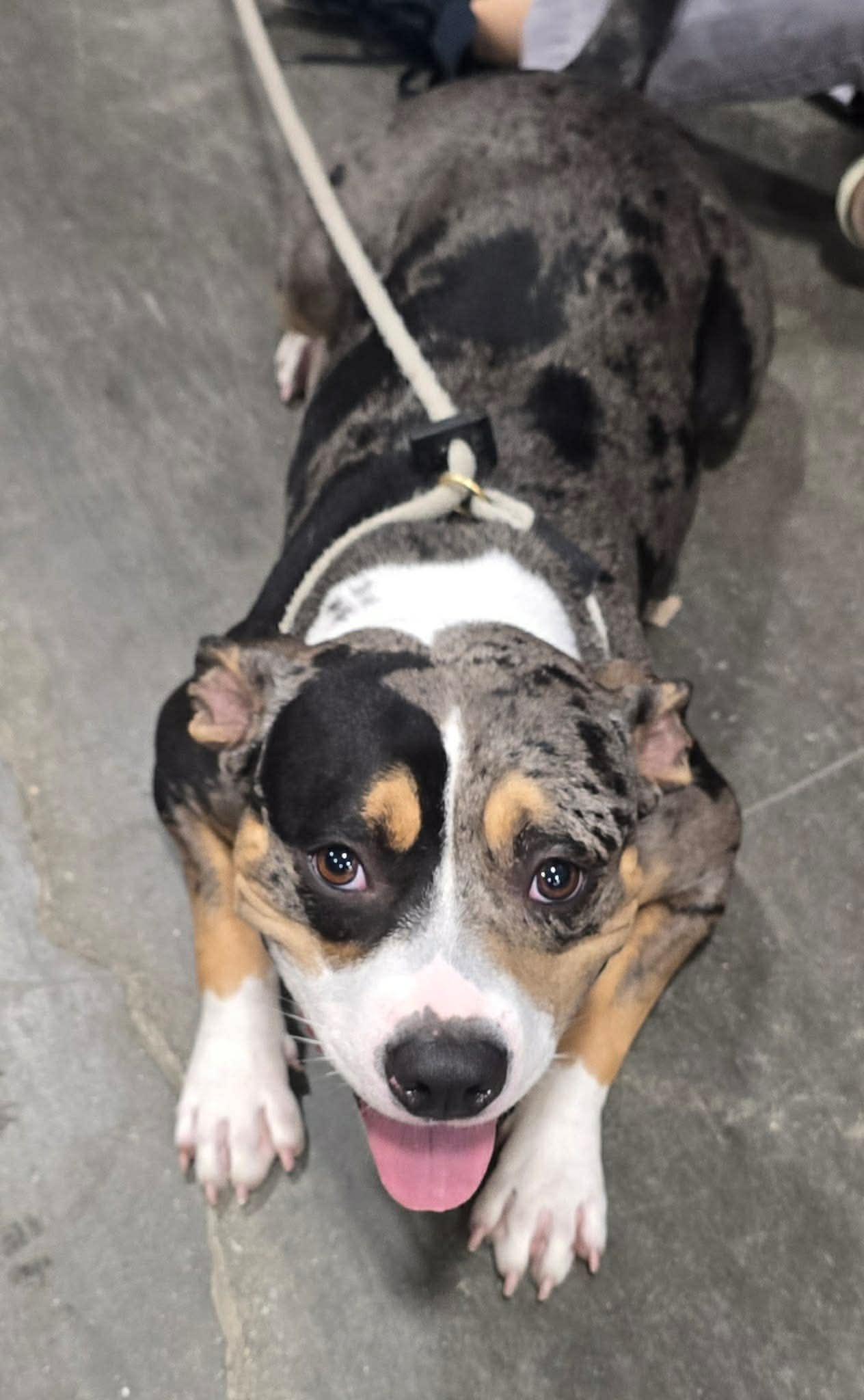 Exotic (in a FOSTER home), an adopted Pit Bull Terrier in Springfield, IL image 2/2