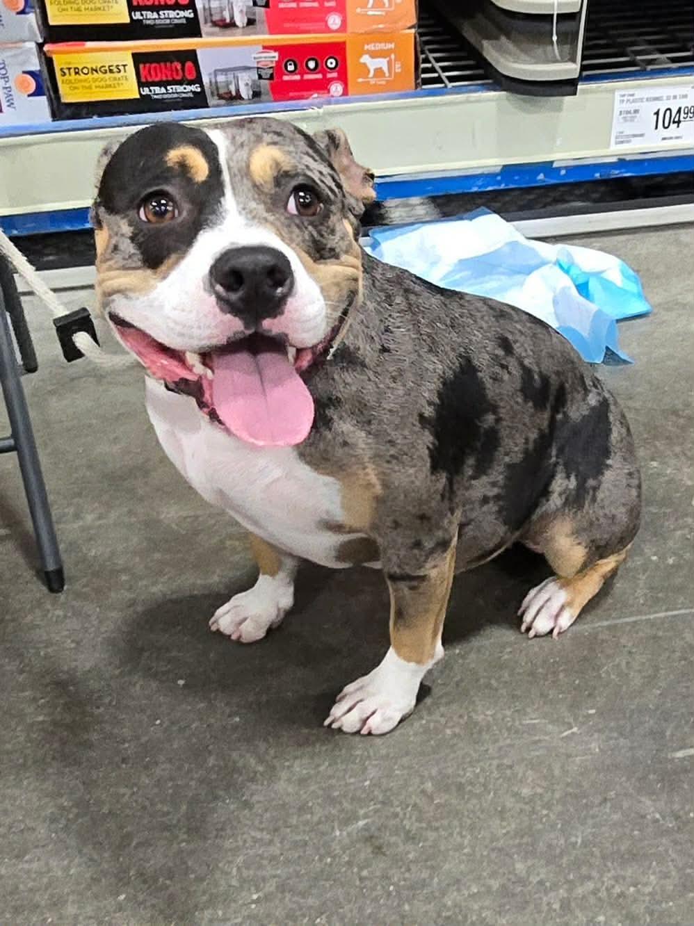 Exotic (in a FOSTER home), adopted, Adult Female Pit Bull Terrier.