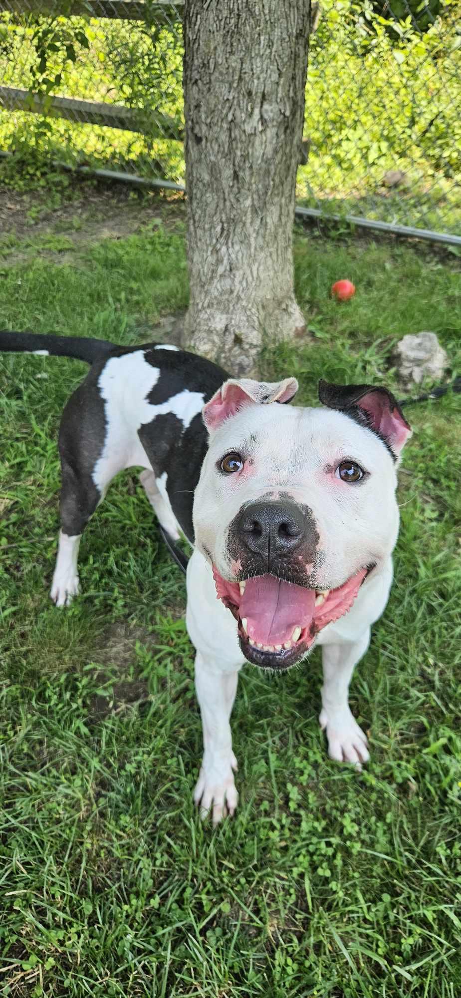 Twinkie, Adoptable, Adult Female Pit Bull Terrier.