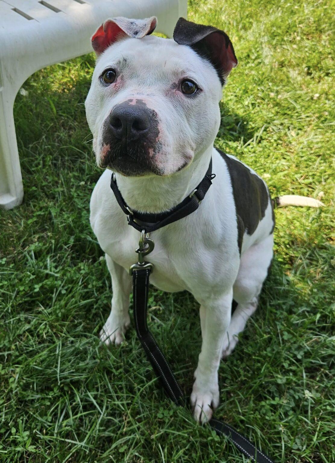 Twinkie, a Adoptable mixed breed in New Castle, PA image 3/3
