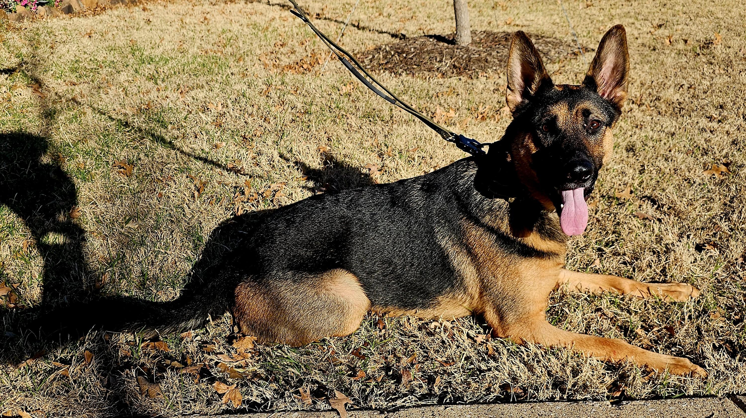 Enlarge Ammo, an adopted German Shepherd Dog in Dallas, TX image 1/5