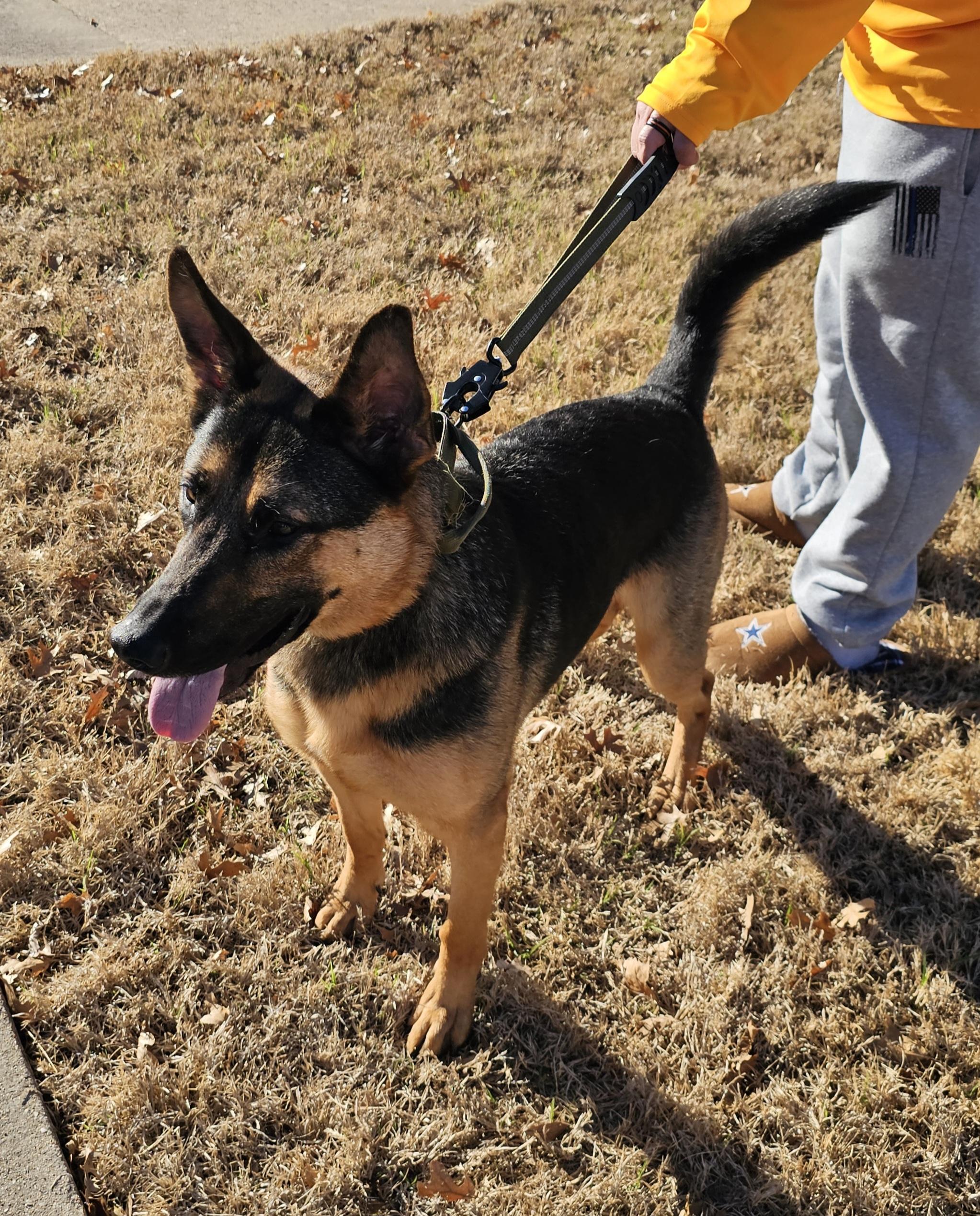 Enlarge Ammo, an adopted German Shepherd Dog in Dallas, TX image 2/5