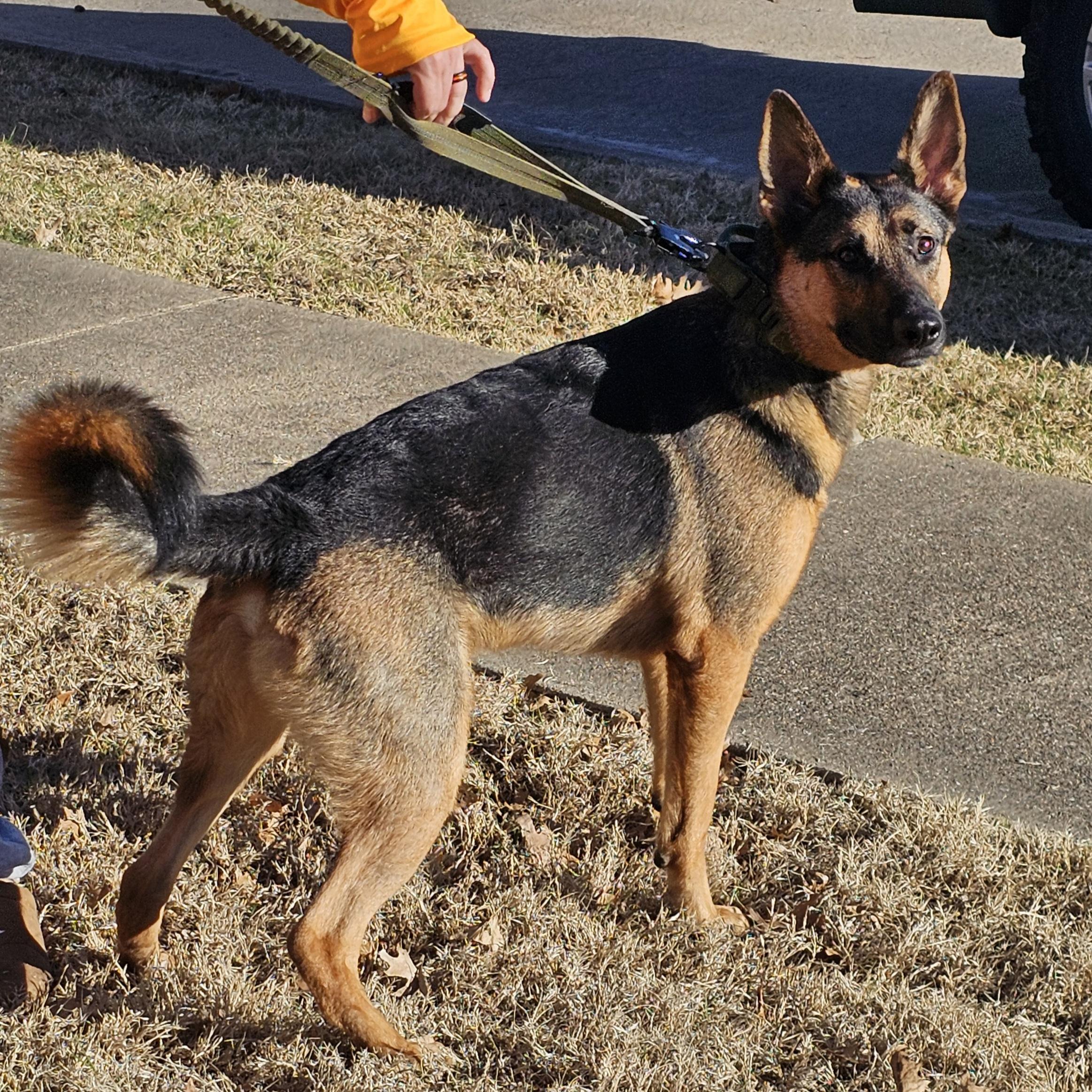 Enlarge Ammo, an adopted German Shepherd Dog in Dallas, TX image 3/5