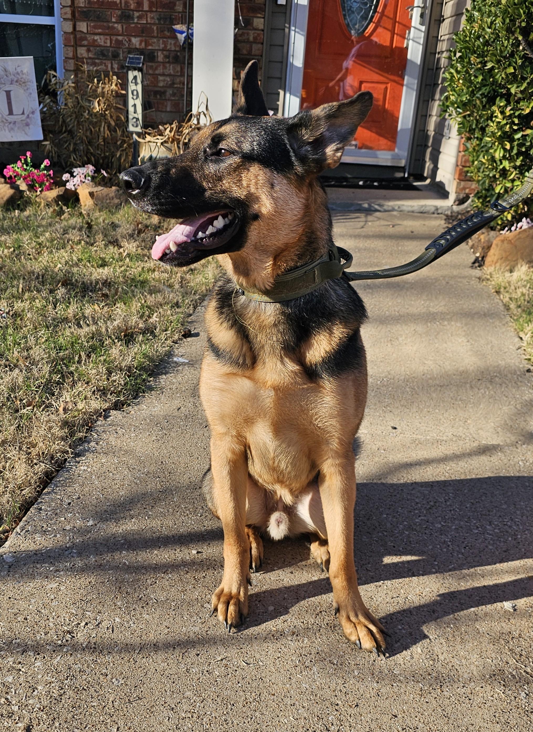 Enlarge Ammo, an adopted German Shepherd Dog in Dallas, TX image 5/5