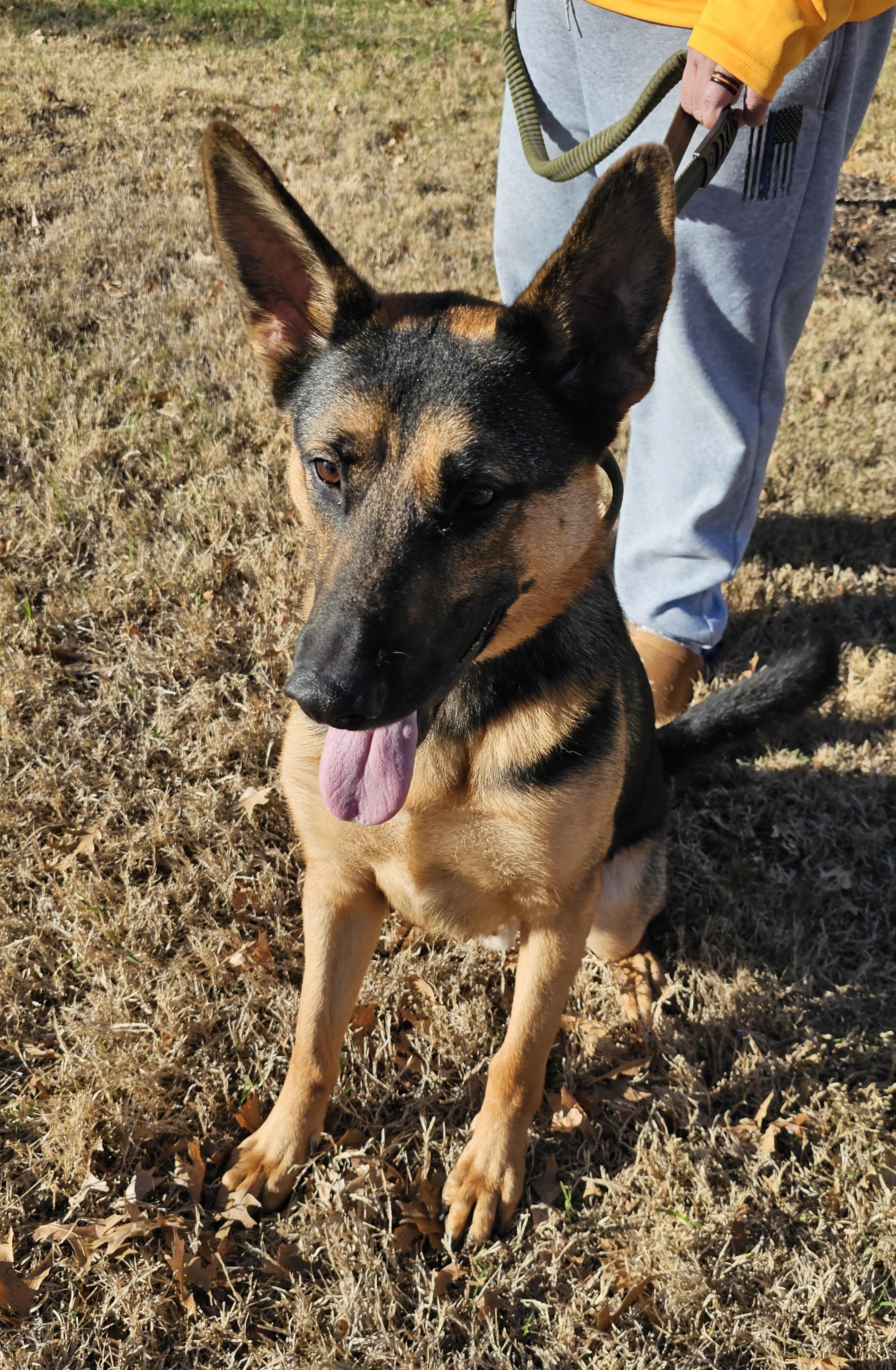 Enlarge Ammo, an adopted German Shepherd Dog in Dallas, TX image 4/5