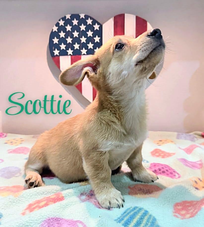 Scottie, an adopted mixed breed in Manchester, NH image 4/4