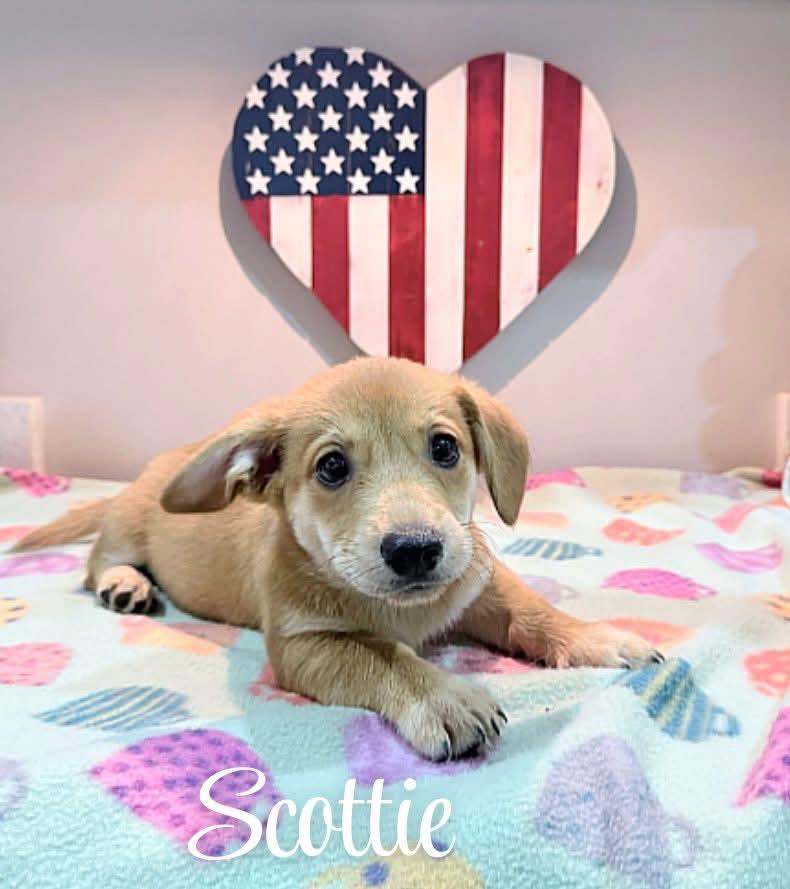 Scottie, an adopted mixed breed in Manchester, NH image 3/4