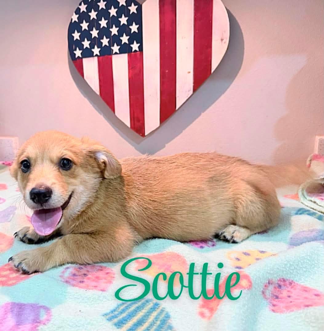 Scottie, an adopted mixed breed in Manchester, NH image 1/4