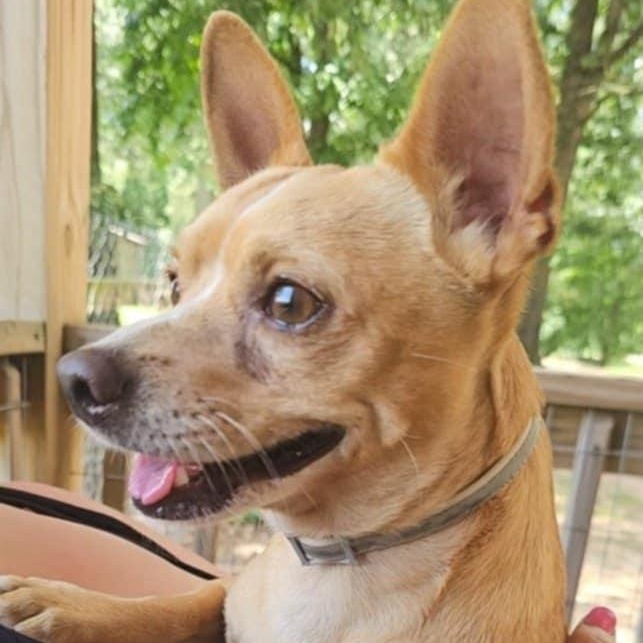 Gus Gus photo 5