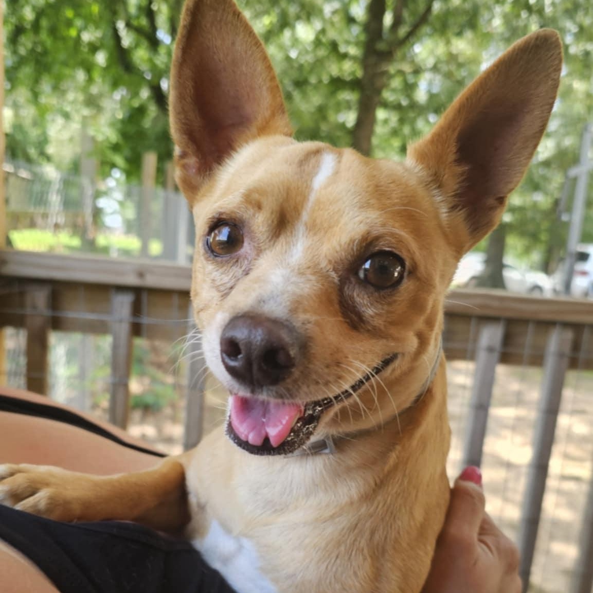 Gus Gus, Adult Male Chihuahua