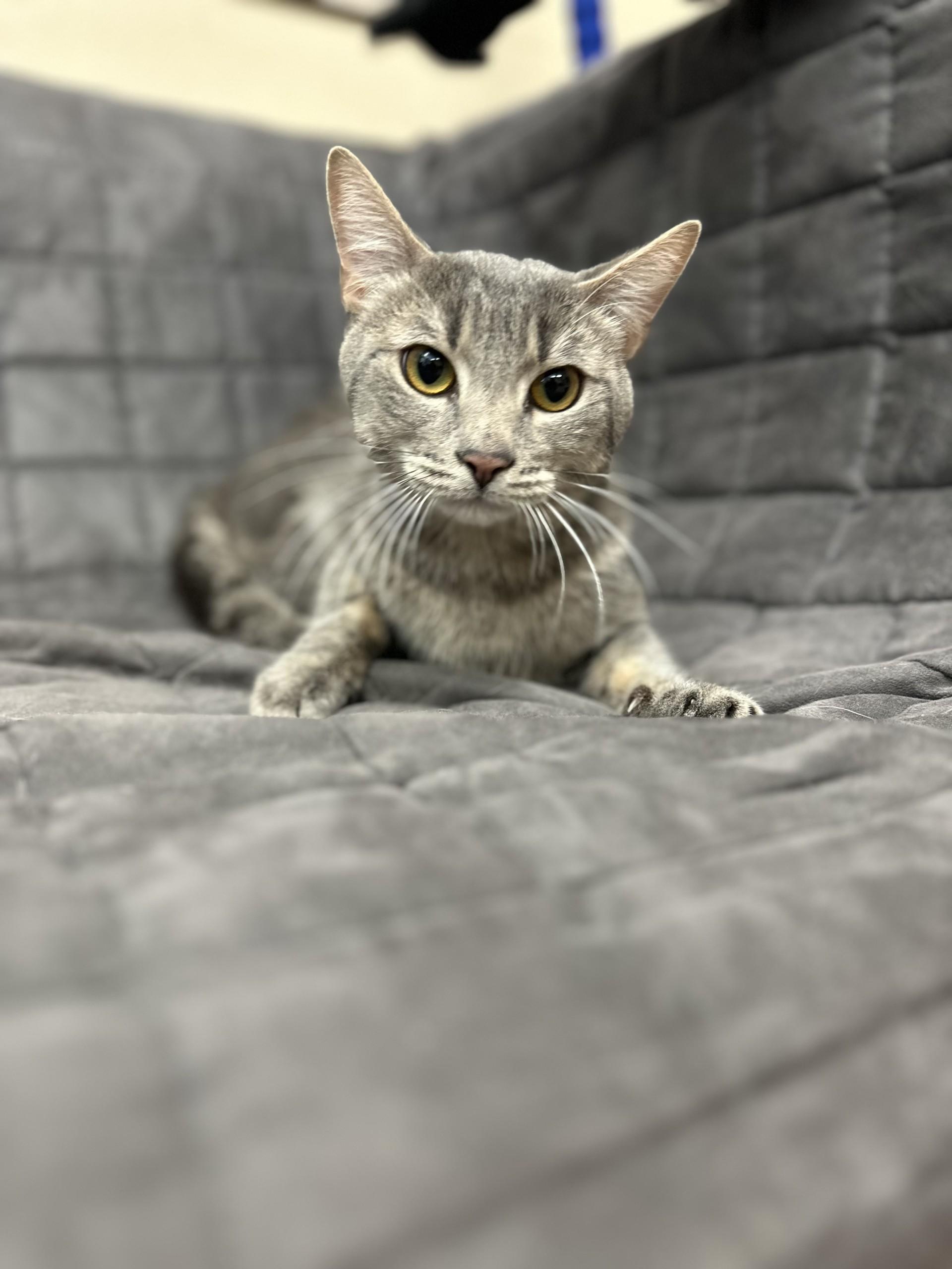 Smokey, ADOPTABLE, Adult Male Domestic Short Hair.