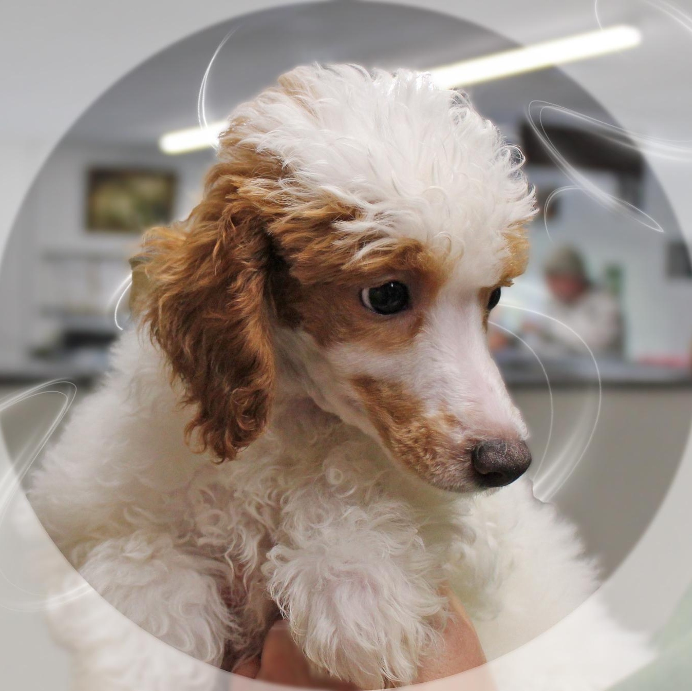 Enlarge Emerson, a Adopted Miniature Poodle in Amelia, OH image 2/2