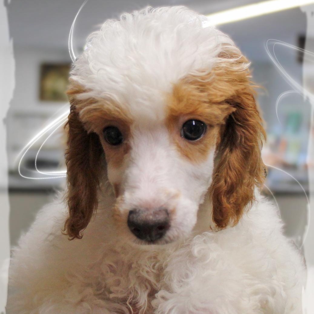 Emerson, Adopted, Puppy Male Miniature Poodle.
