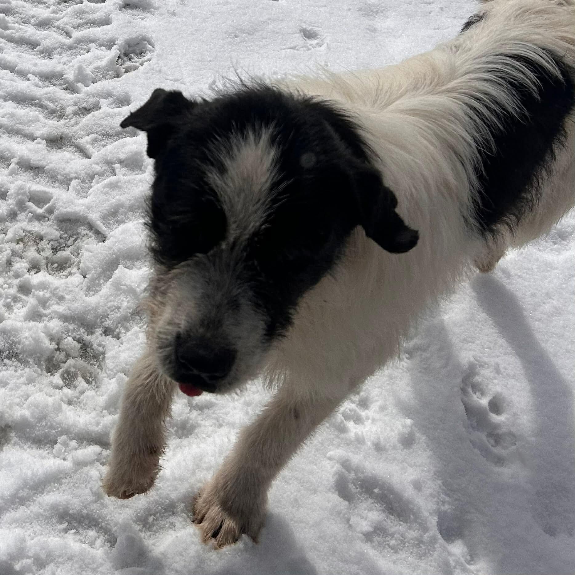 Enlarge Boone, a ADOPTABLE Mixed Breed in Edmonton, AB image 5/5