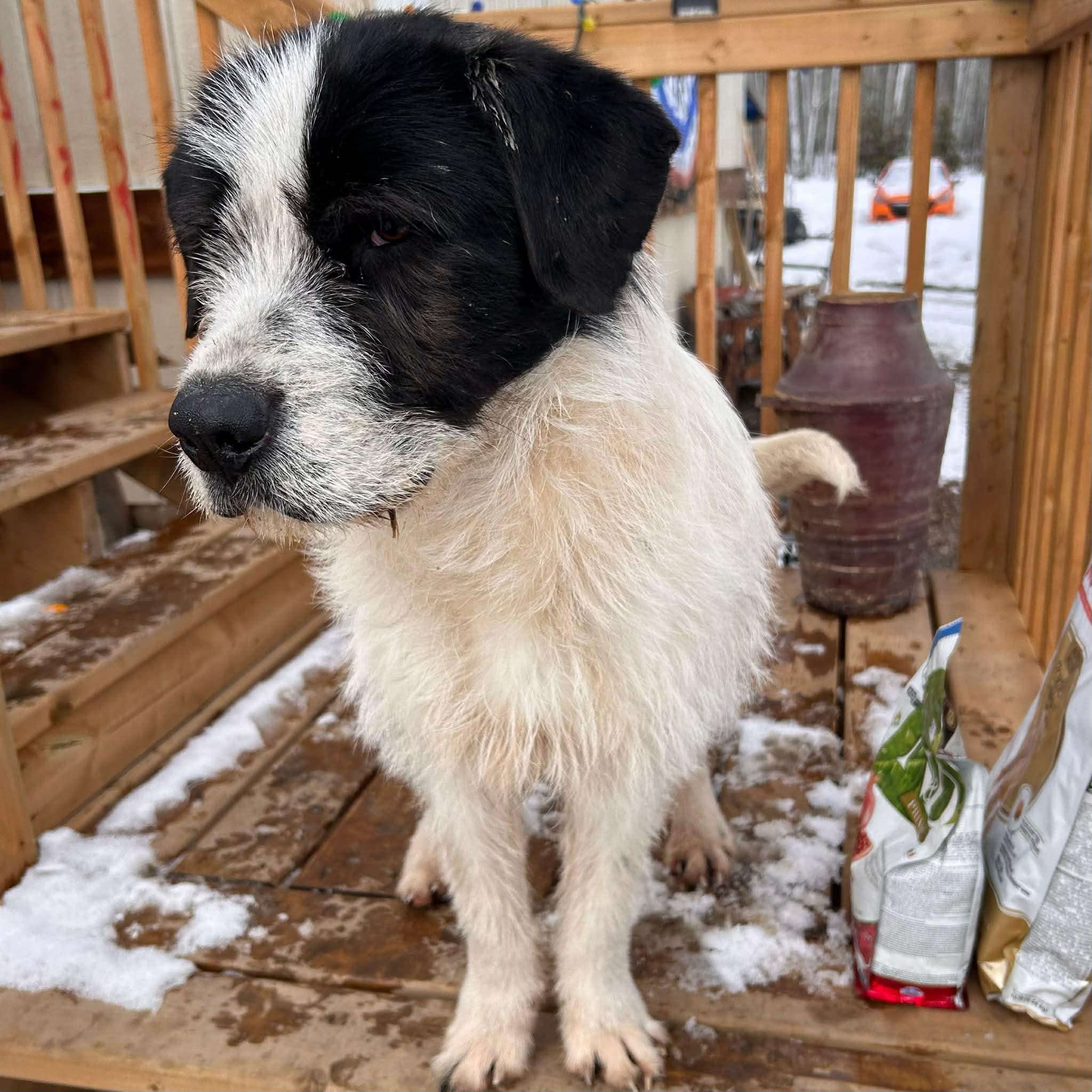 Enlarge Boone, a ADOPTABLE Mixed Breed in Edmonton, AB image 4/5