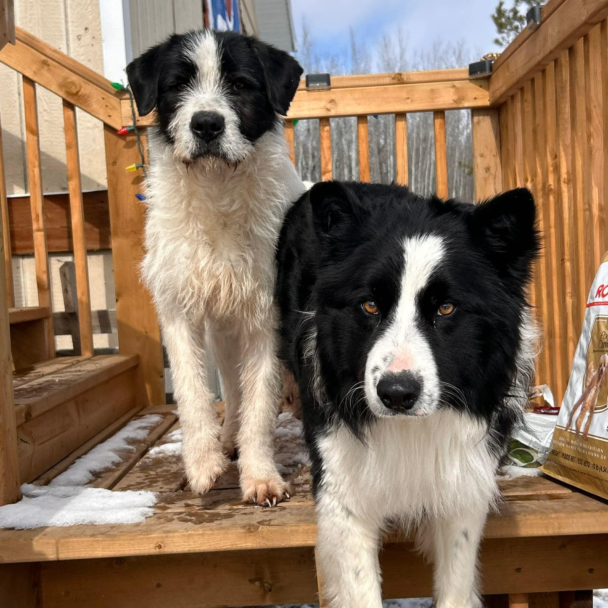 Enlarge Boone, a ADOPTABLE Mixed Breed in Edmonton, AB image 3/5