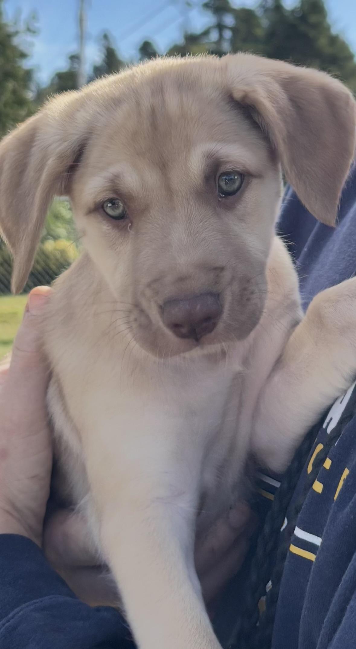 Enlarge Nova, a Adoptable Labrador Retriever in Long Beach, WA image 3/3