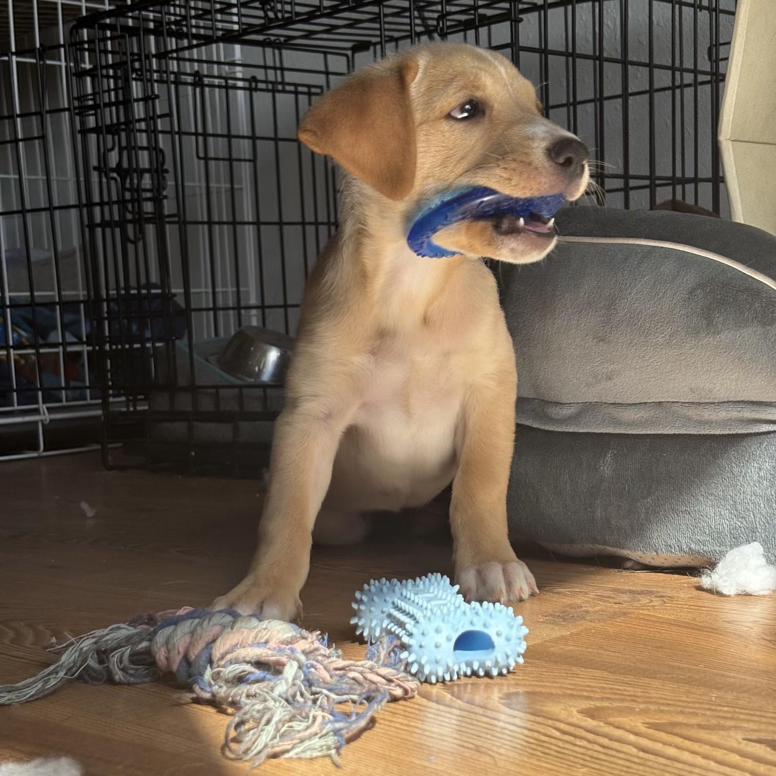 Enlarge Nova, a Adoptable Labrador Retriever in Long Beach, WA image 2/3
