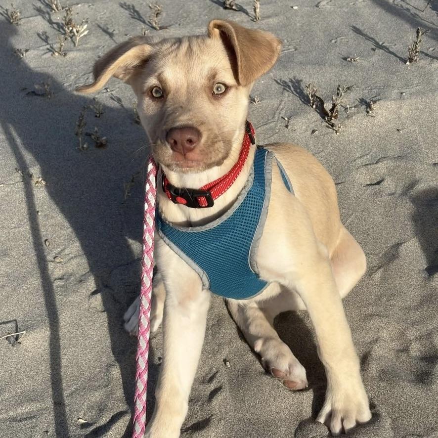Enlarge Nova, a Adoptable Labrador Retriever in Long Beach, WA image 1/3