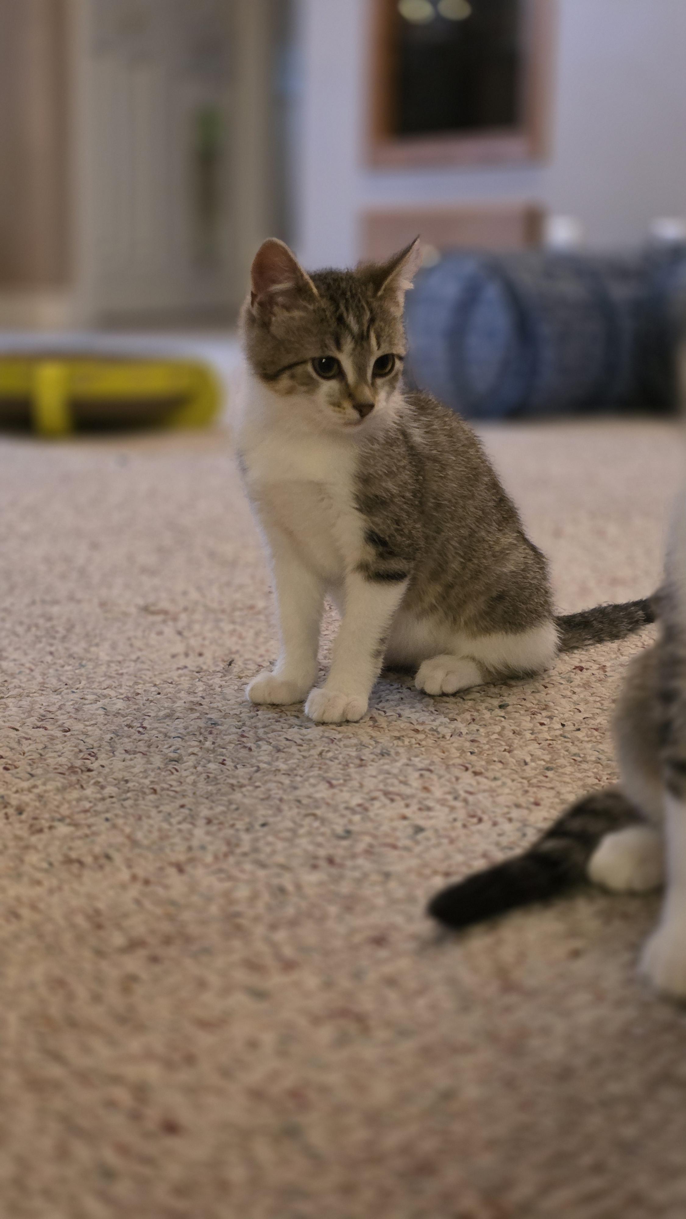 20112025J, Adopted, Young Female Domestic Short Hair.