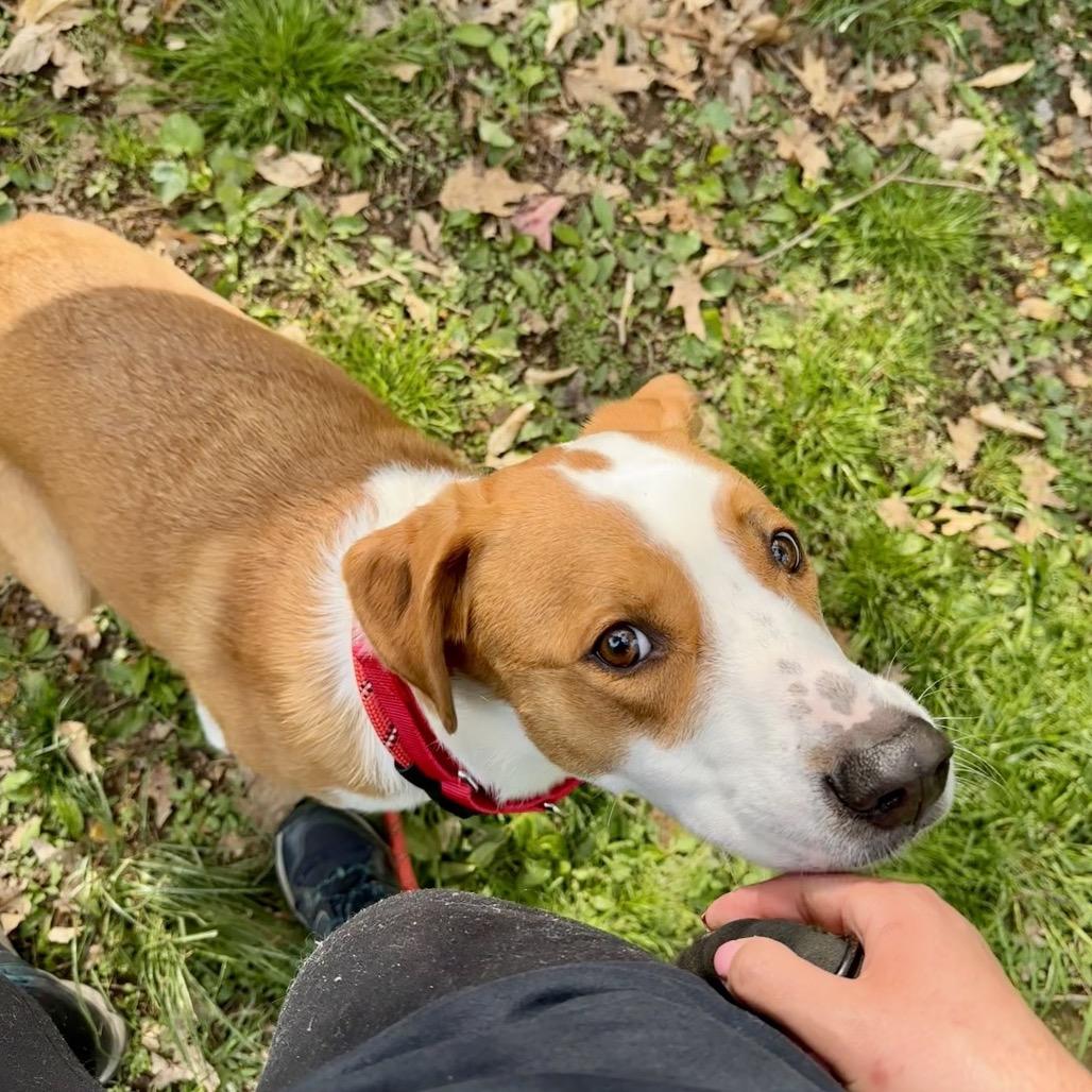 Enlarge Pippy, a Adoptable mixed breed in West Chester, PA image 1/6