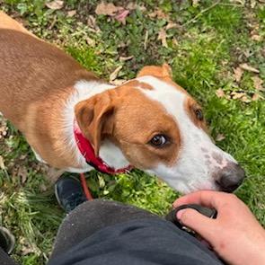 Enlarge Pippy, a Adoptable mixed breed in West Chester, PA image 2/6
