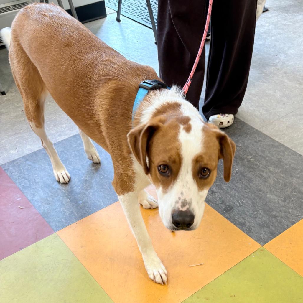 Enlarge Pippy, a Adoptable mixed breed in West Chester, PA image 3/6