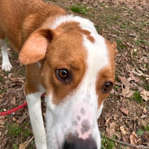 Enlarge Pippy, a Adoptable mixed breed in West Chester, PA image 4/6