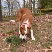 Enlarge Pippy, a Adoptable mixed breed in West Chester, PA image 5/6