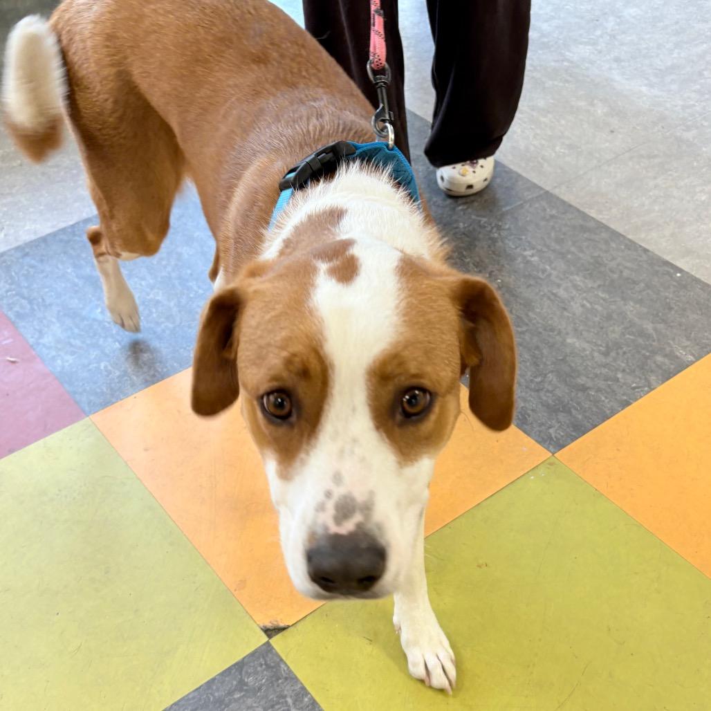 Enlarge Pippy, a Adoptable mixed breed in West Chester, PA image 6/6