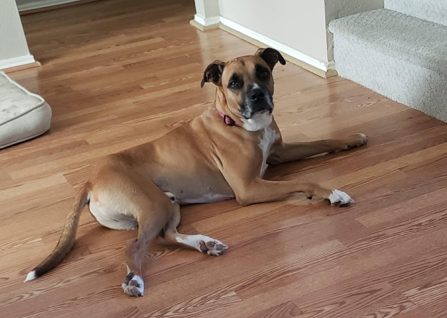 Enlarge Bush, a ADOPTABLE mixed breed in Sherman, TX image 5/5