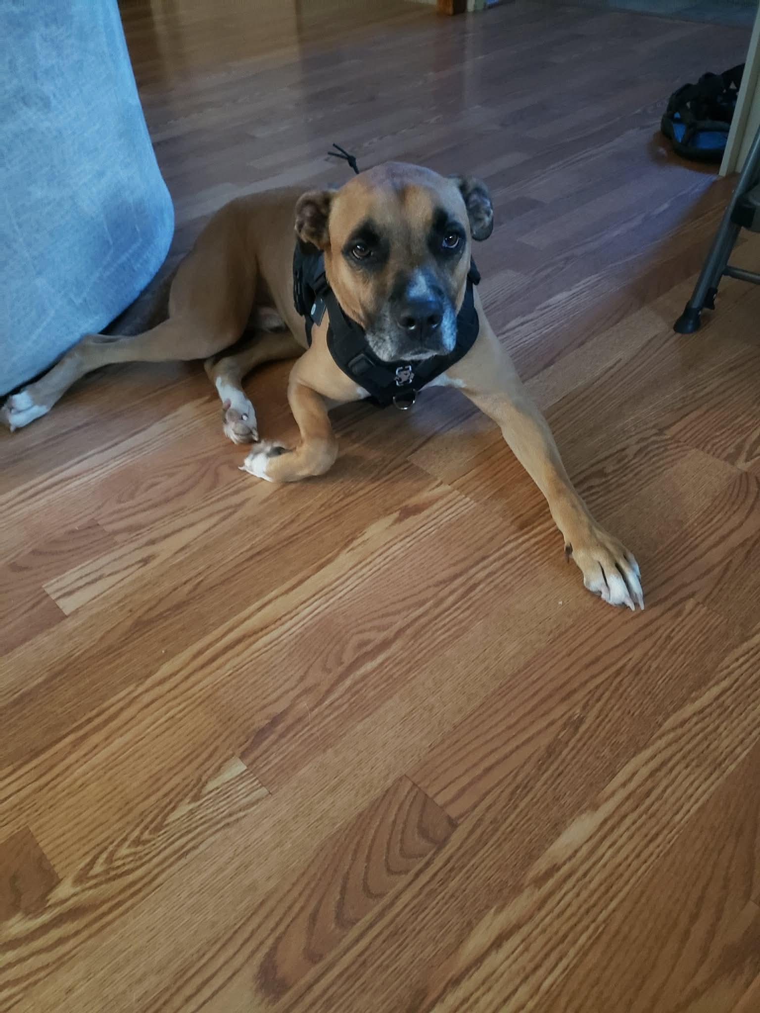 Enlarge Bush, a ADOPTABLE mixed breed in Sherman, TX image 3/5