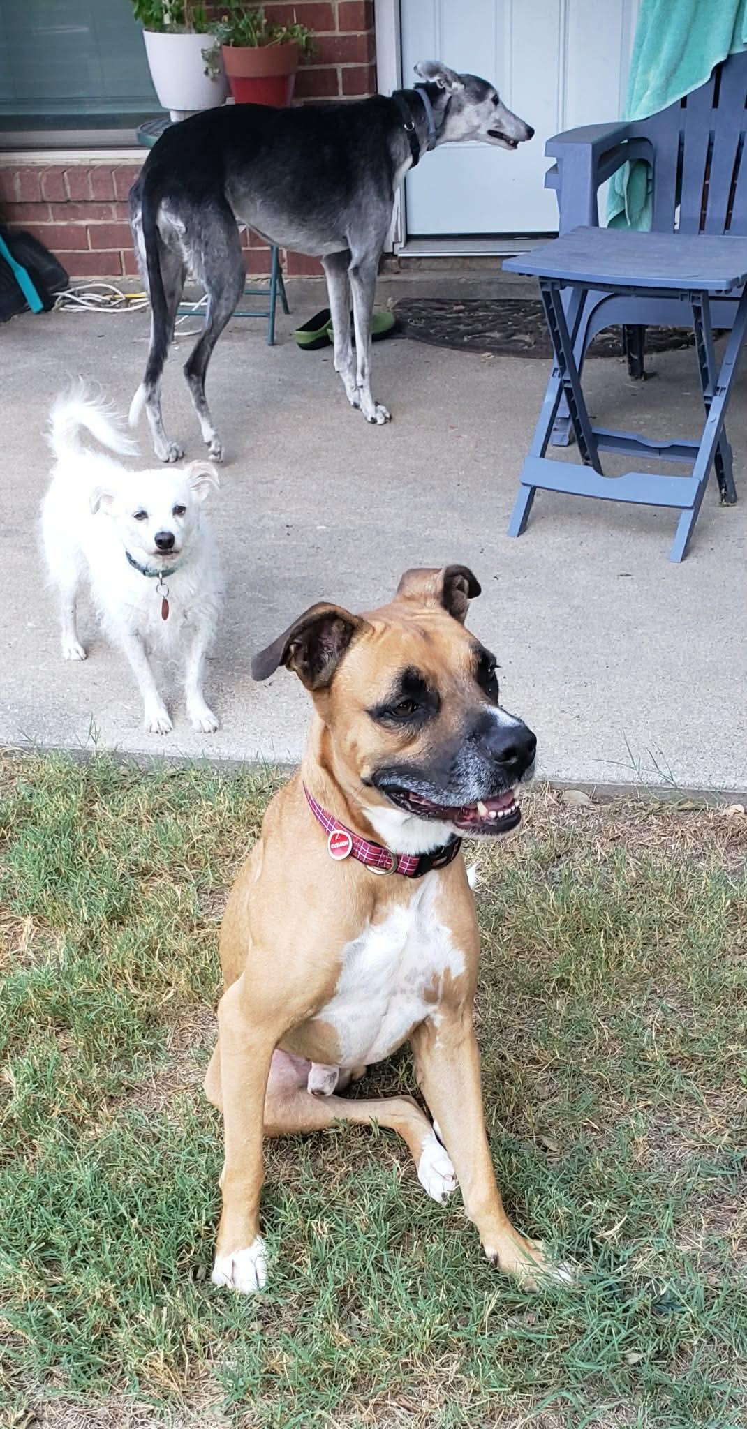 Enlarge Bush, a ADOPTABLE mixed breed in Sherman, TX image 2/5