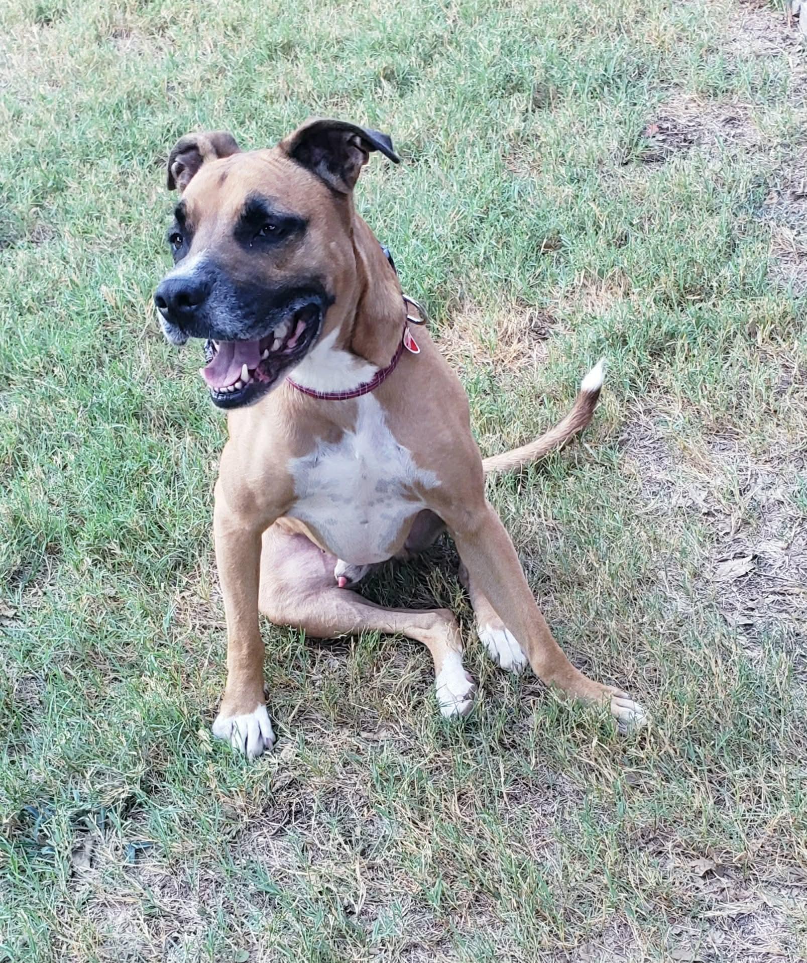 Bush, ADOPTABLE, Adult Male Boxer.