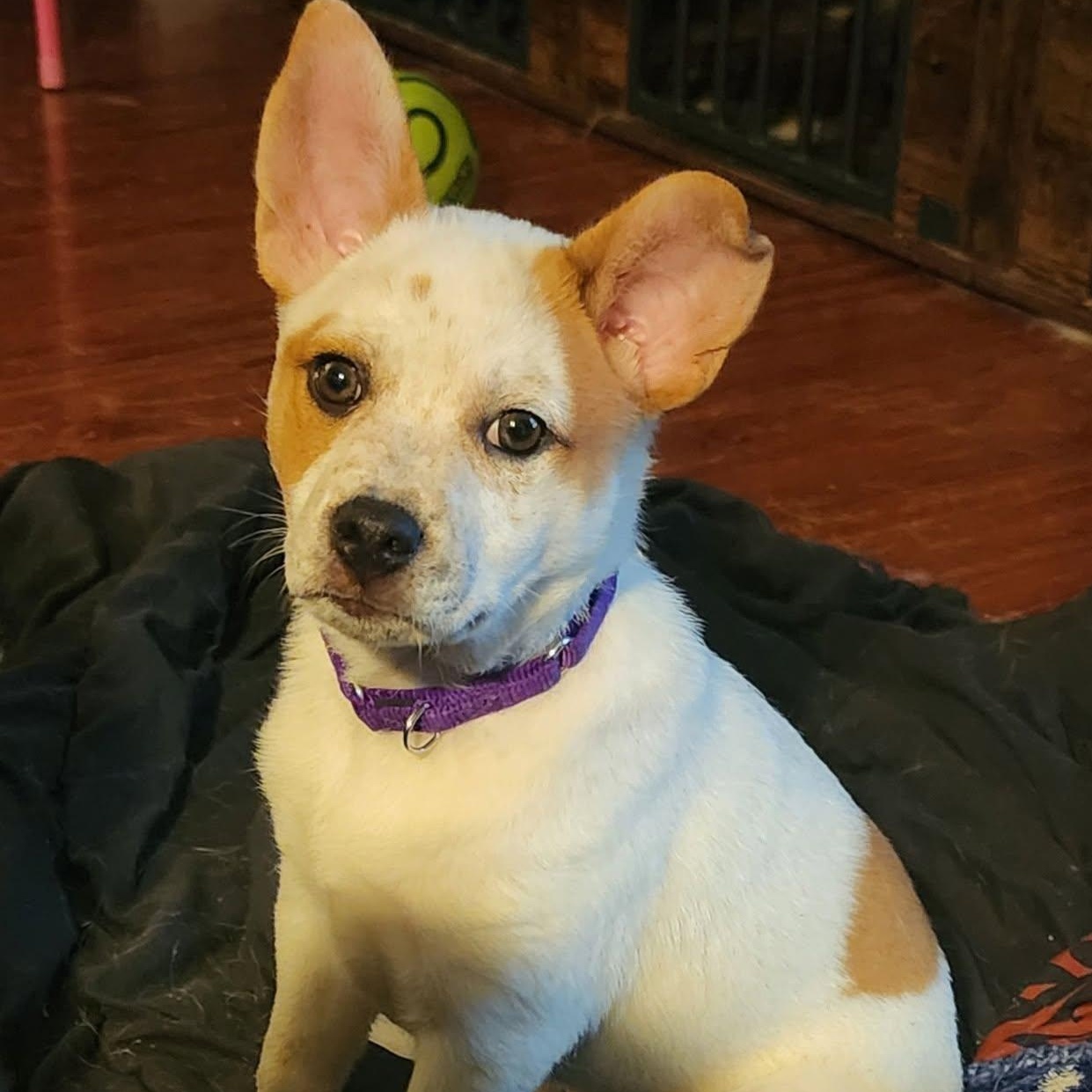 Poppy (In Foster), ADOPTABLE, Puppy Female Australian Cattle Dog / Blue Heeler & Shiba Inu.