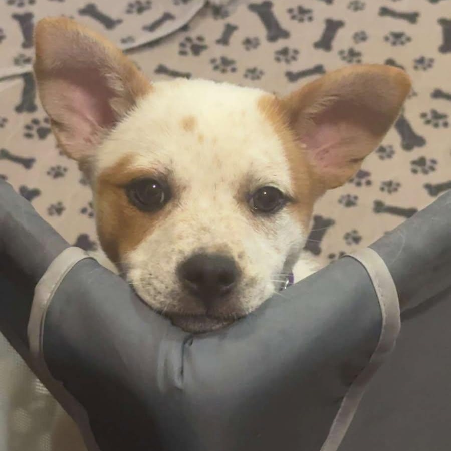 Poppy, a ADOPTABLE mixed breed in Watertown, WI image 3/5