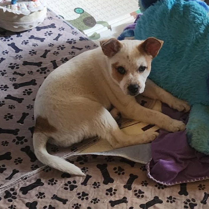 Poppy, a ADOPTABLE mixed breed in Watertown, WI image 4/5