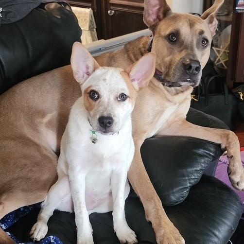 Enlarge Poppy (In Foster), a Adoptable mixed breed in Watertown, WI image 2/4