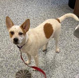 Enlarge Poppy (In Foster), a Adoptable mixed breed in Watertown, WI image 1/4
