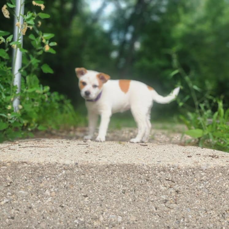 Poppy, a ADOPTABLE mixed breed in Watertown, WI image 5/5