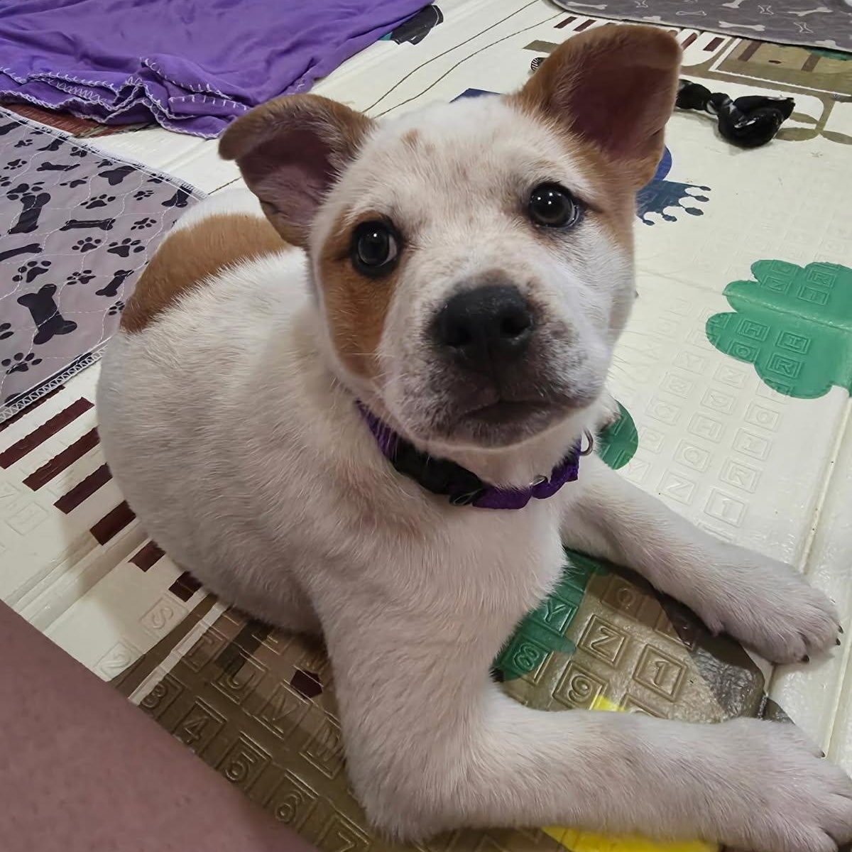 Poppy, a ADOPTABLE mixed breed in Watertown, WI image 2/5