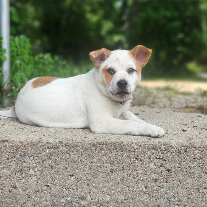Poppy, a ADOPTABLE mixed breed in Watertown, WI image 1/5