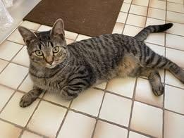 Enlarge Artemis, a ADOPTABLE mixed breed in North Billerica, MA image 3/3