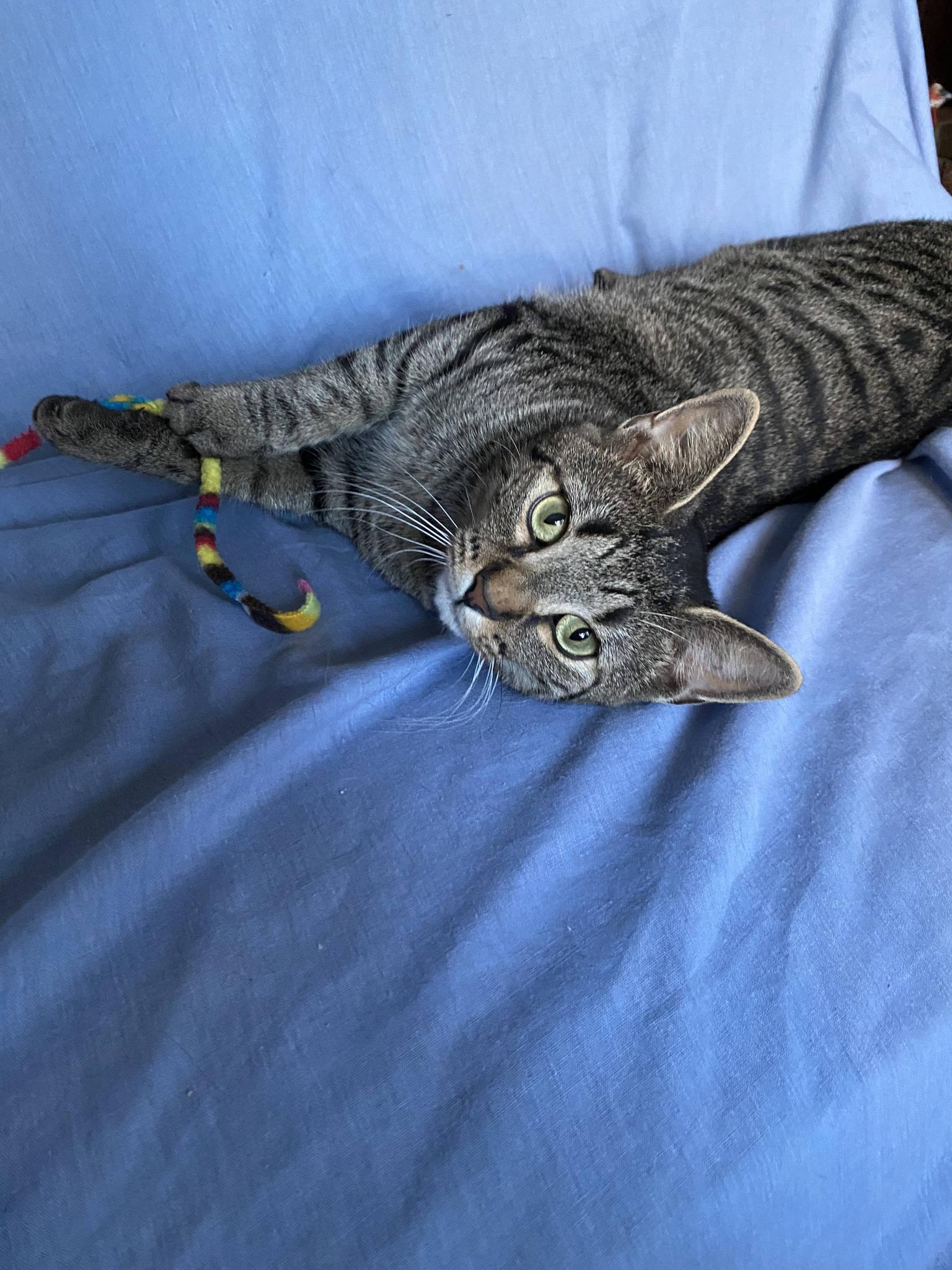 Enlarge Artemis, a ADOPTABLE mixed breed in North Billerica, MA image 1/3