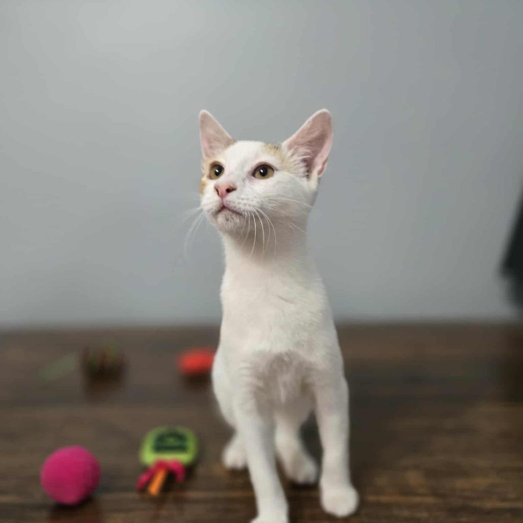 Enlarge Piper, a Adoptable Domestic Short Hair in Greenville, NC image 1/1