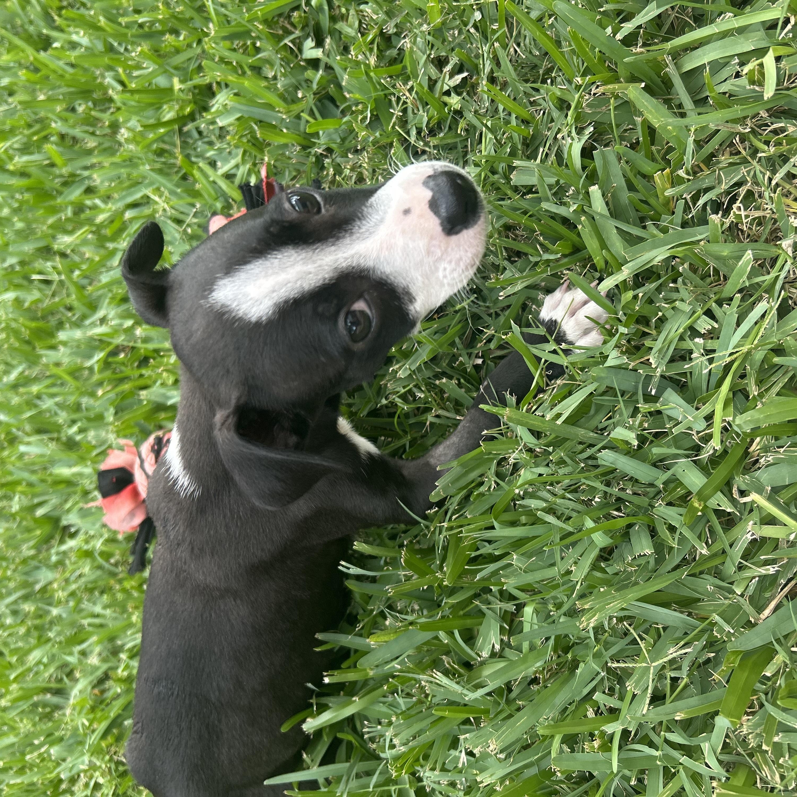 Emma, an adoptable mixed breed in Manvel, TX image 4/6